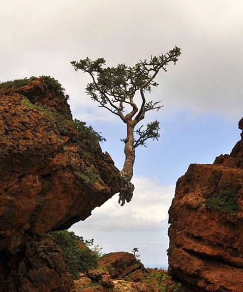 tenacity