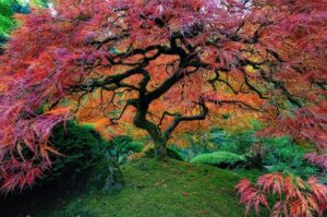 Amazing trees