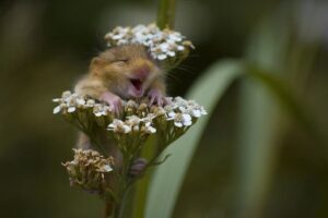 Mite in flower