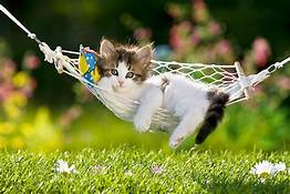 Cat relaxing