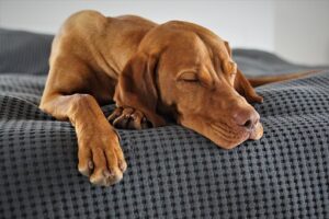 Dog relaxing