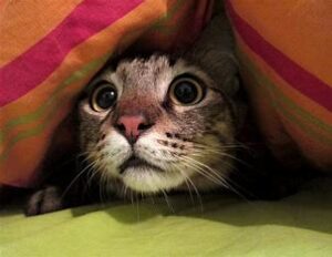 Scared cat