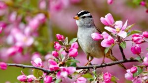 Bird springtime
